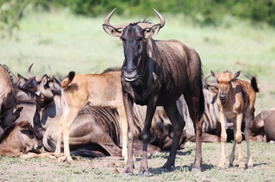 Top 5 National Parks to Visit on a Tanzania Safari