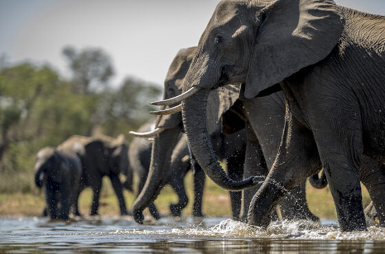 7 Days Explore Tanzania Safari & Culture