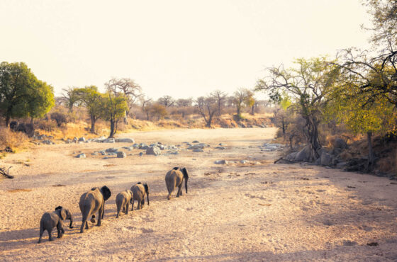 11 Days Safari Trip Tanzania Zanzibar