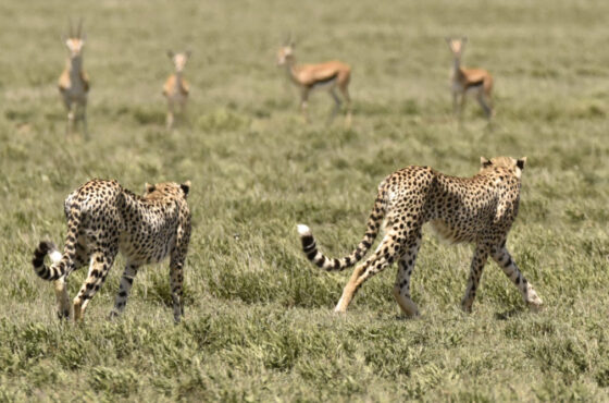 7 Days Essential Tanzania Safari