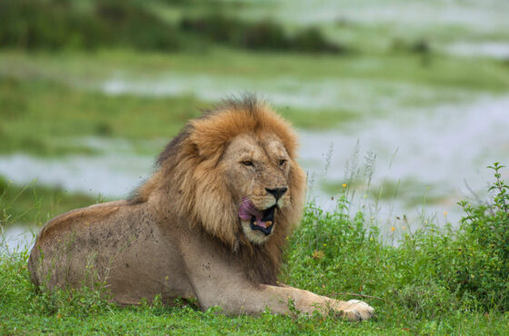 10 days: highlights of kenya and tanzania