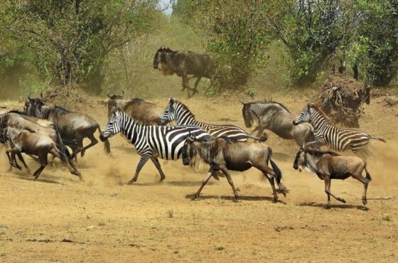 6 Days Essential Tanzania Safari