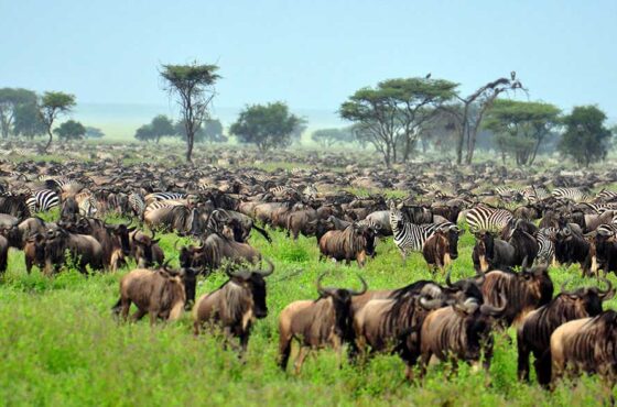 9 Days Explore Tanzania Safari & Culture