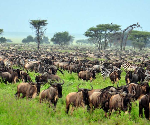 9 Days Explore Tanzania Safari & Culture