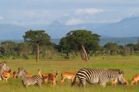 6 Days – Explore Tanzania Wildlife Safari