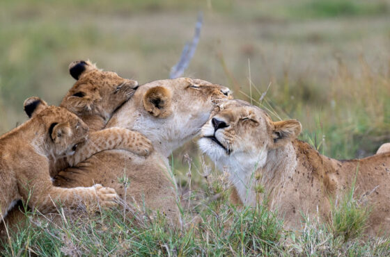 8 Days Explore Tanzania Safari & Culture