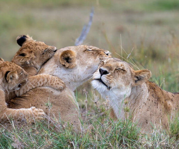 8 Days Explore Tanzania Safari & Culture
