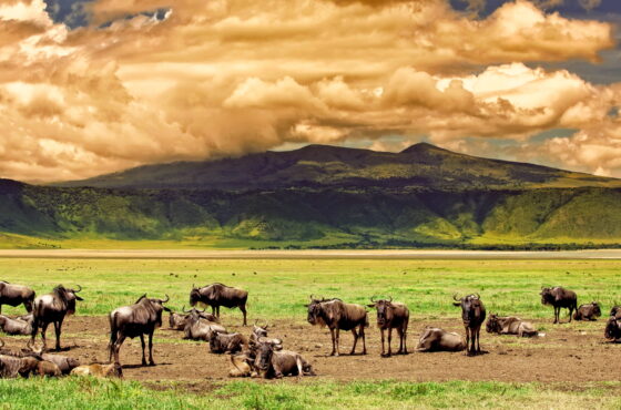 6 Days Essential Tanzania Safari