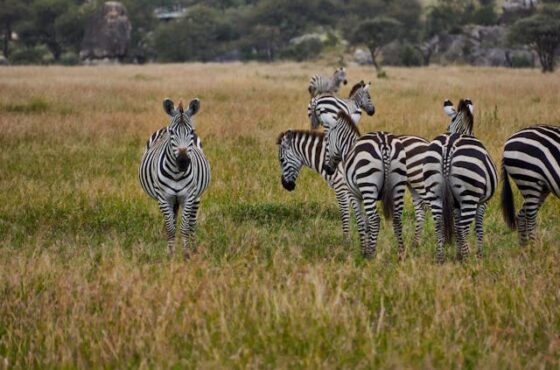9 Days Amazing Tanzania Wildlife Safari