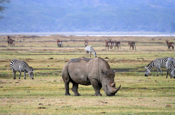6 Days – Masai Mara, Lake Nakuru and Lake Naivasha