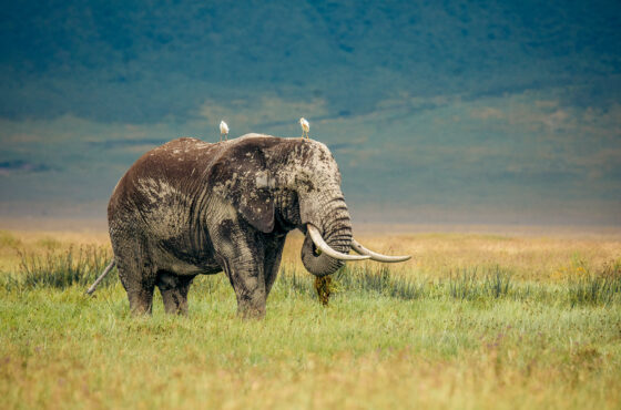 7 DAYS TANZANIA DIAMOND LUXURY