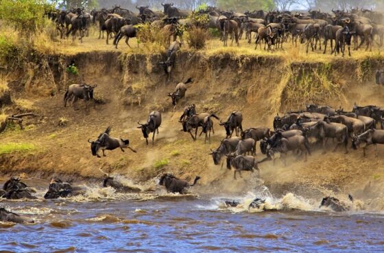 7 Days Mara River Crossing Safaris