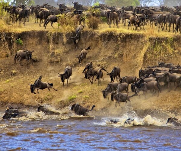 7 Days Mara River Crossing Safaris