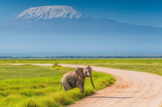 4 Days Elephant Watching