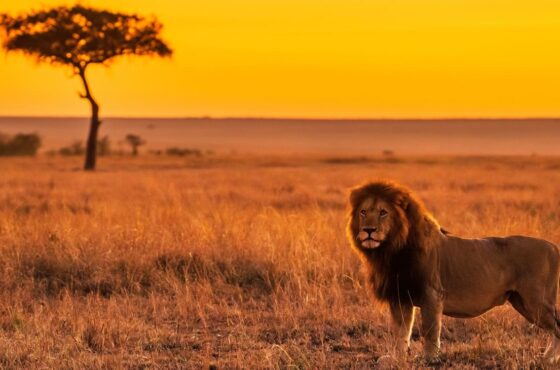 10 Days: Exploring Kenya