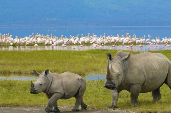 Day Trip Lake Nakuru