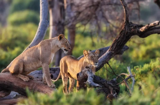 11 Days – Explore the Southern Tanzania