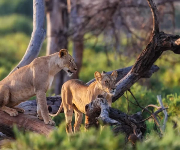 11 Days – Explore the Southern Tanzania