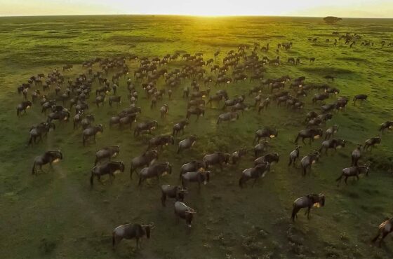 9 Days Mara River Crossing Safari