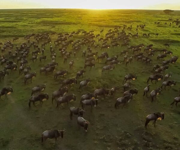9 Days Mara River Crossing Safari