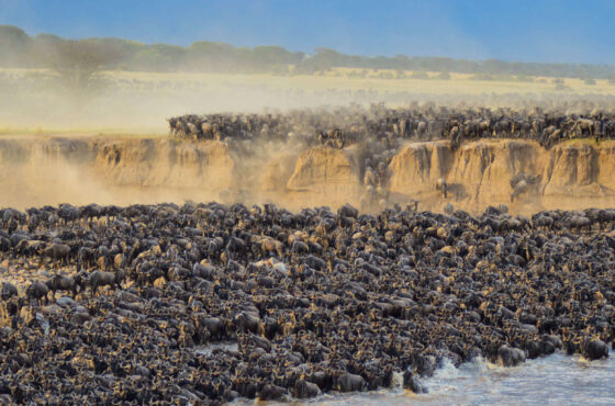 8 Days Mara River Crossing Safari