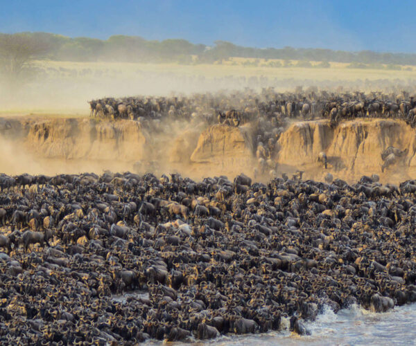 8 Days Mara River Crossing Safari